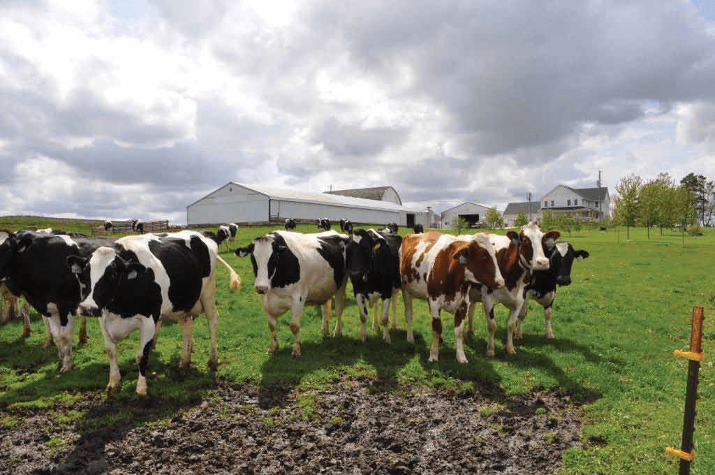 Country View Dairy Field to Family